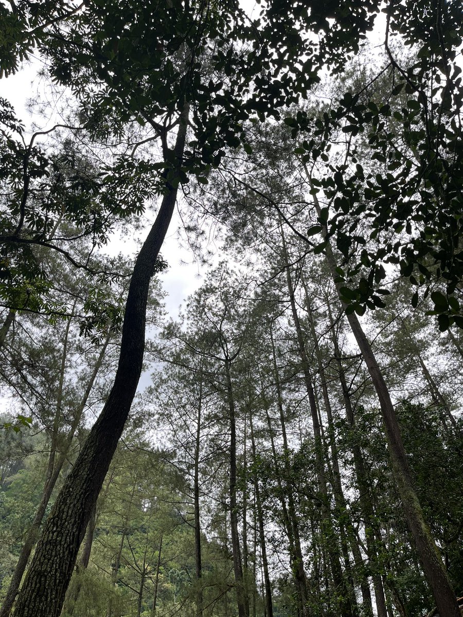 taceetlude's tweet image. nitippp