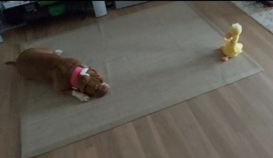 irisA201's tweet image. Fraule trifft sich heute m Freundin zum Frühstück ... ohne Reservierung 🫣 Alternative war dann Möbelhaus Gastro. 1. Mal Service Robot erlebt 😂
Ich musste lange i 🚗 warten, dann noch tolle Runde um nen See,  obwohl die andere Frau arg Angst vor mir hat 

Kleine Belohnung