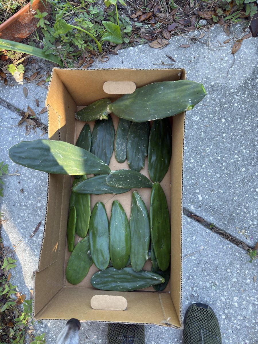 Anyone need some cactus trimmings to plant? 🌵