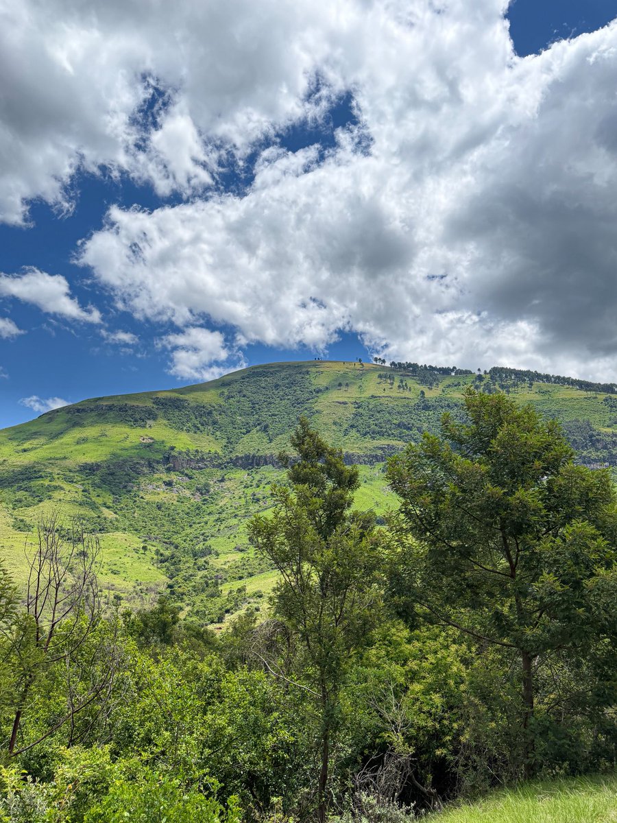 The Eastern Cape’s mountains are so so so green! Covered in indigenous forests as far as the eye can see. I love it here! 😍🌳🌲🐢🦎