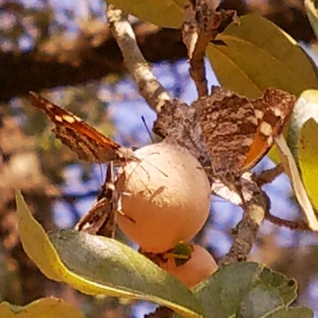 Scott P. Egan tweet media