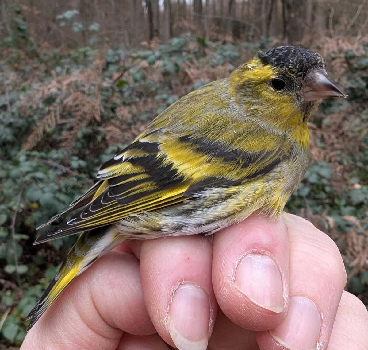 I always tell my team that Siskins have high recovery rates and give us good data. Yesterday we ringed 76 Siskins along with 74 Redpolls. This male Siskin was the star of the day though because he was wearing a Swedish ring. We can't wait to find out where and when he was ringed.