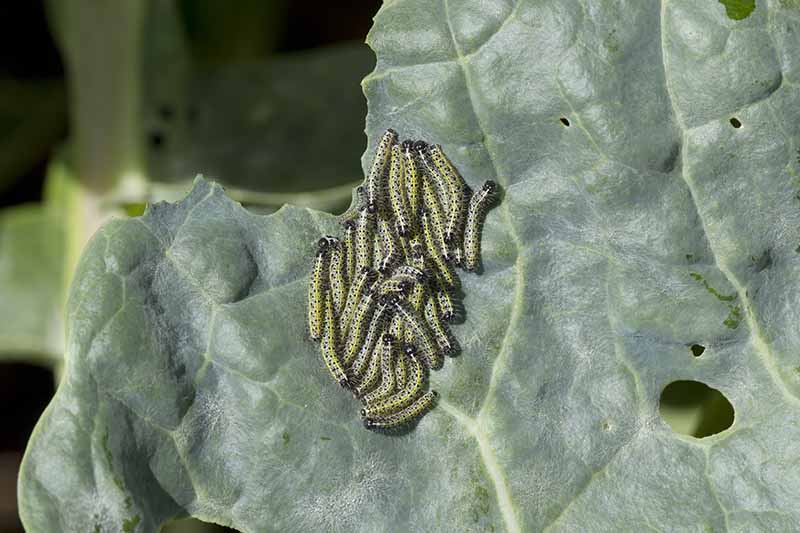 Gardeners_Path_'s tweet image. What's Eating My Plants? If you're growing brussels sprouts, you may have noticed that they attract a variety of pests. Learn how to identify and control common brussels sprout pests now on Gardener's Path. gardenerspath.com/how-to/disease… #brusselssprouts #gardenpests