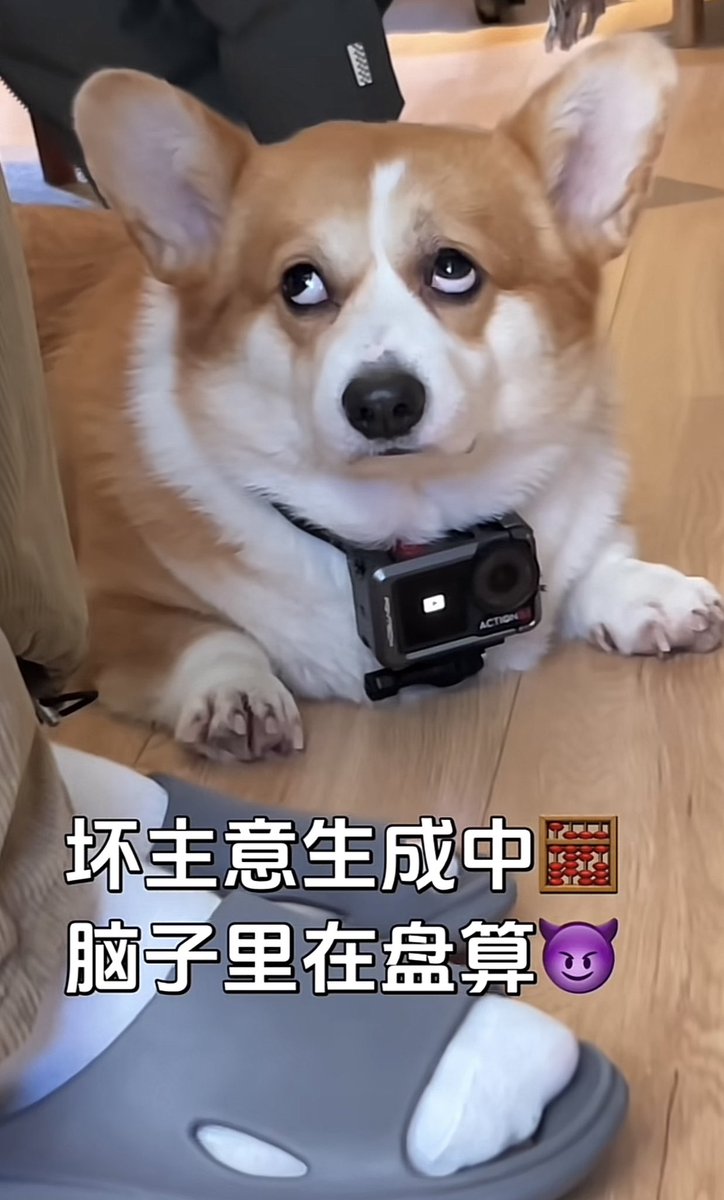 也是茁壮成长到三岁了，以后就是真点•悍三岁了，今后依旧是拜托主人辛苦<a href="/MIsha10098793/">Dom.米沙</a> 多多关照咯。