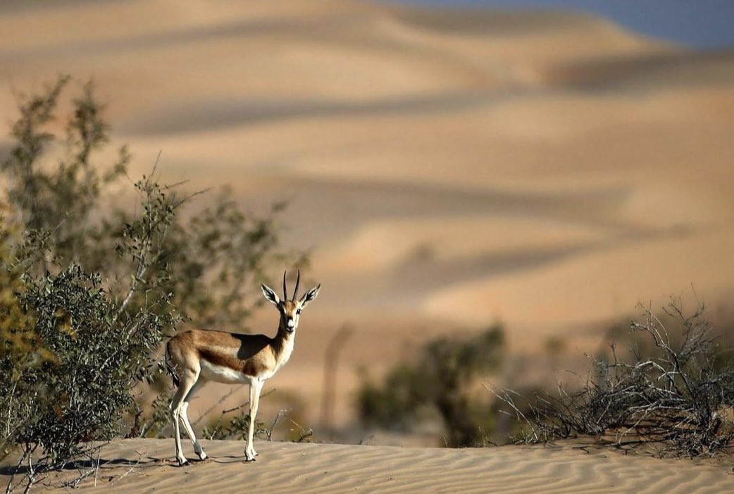 عبدالله القشعم tweet media