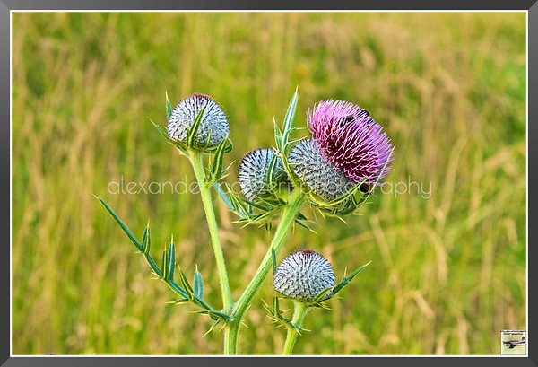 AlexPanzeriFoto's tweet photo. Natura - Cardo (Carduus crispus) Sentiero tra Valcava e Roncola.
https://t.co/H3Cf4gMAXH
#nature #valcava #roncola #flower #carduus #montain #panorama https://t.co/4SWln6louL