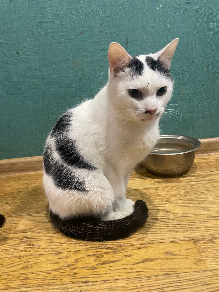 _Nameless_Mira's tweet image. Кіт. Приблизно три роки.
Харків, але можна передати в інші міста України.