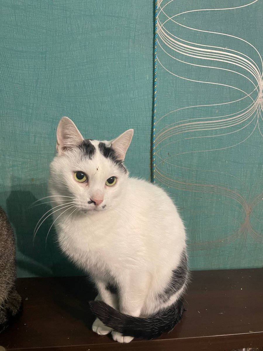 _Nameless_Mira's tweet image. Кіт. Приблизно три роки.
Харків, але можна передати в інші міста України.