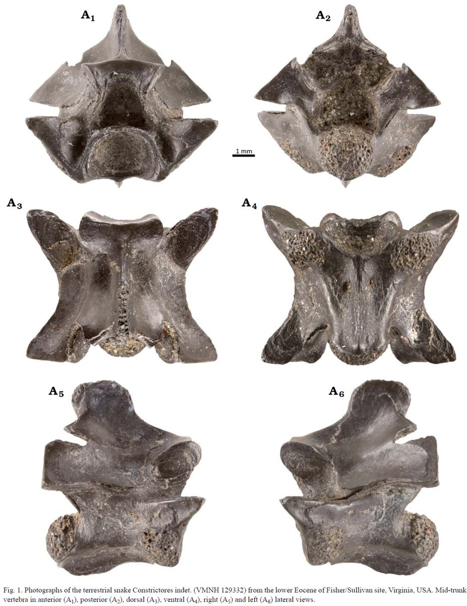 DrGeorgalis's tweet photo. Our new paper on terrestrial snake fossil material from the early Eocene of Nanjemoy Formation in Virginia.
In #openaccess 
https://t.co/MdePKejOOU
My research funded by @NCN_PL https://t.co/Cd4mxHMUTe