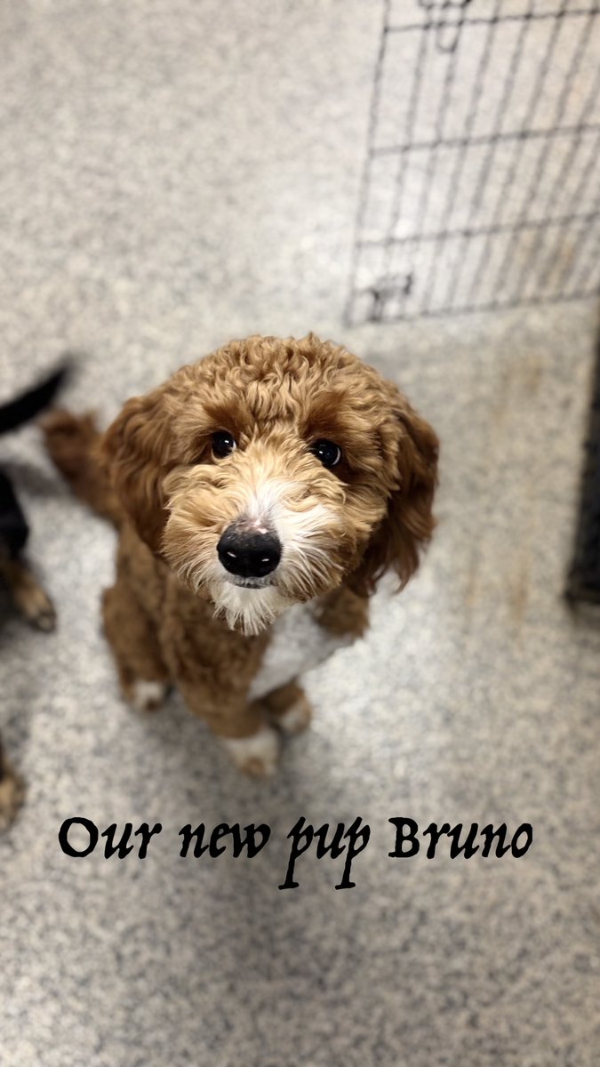 City Dogs tweet media