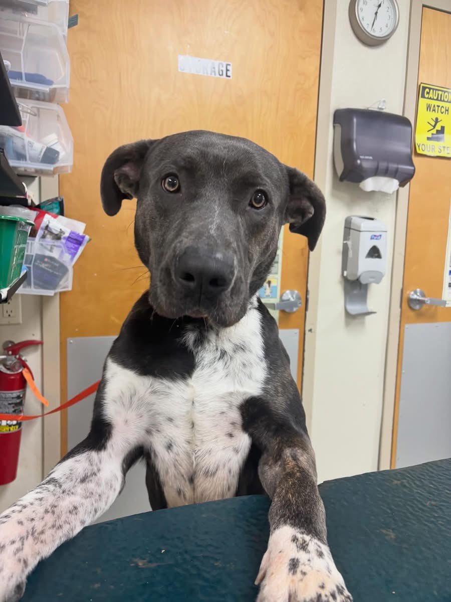 ⚔️🎀 𝔉𝔦𝔞𝔡𝔥 🎀⚔️ tweet media