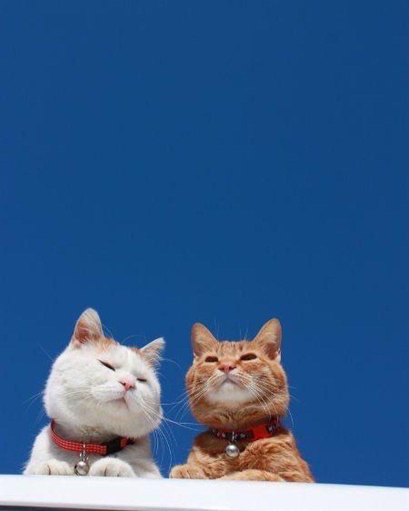 Punch Cat (@punchingcat) on Twitter photo 