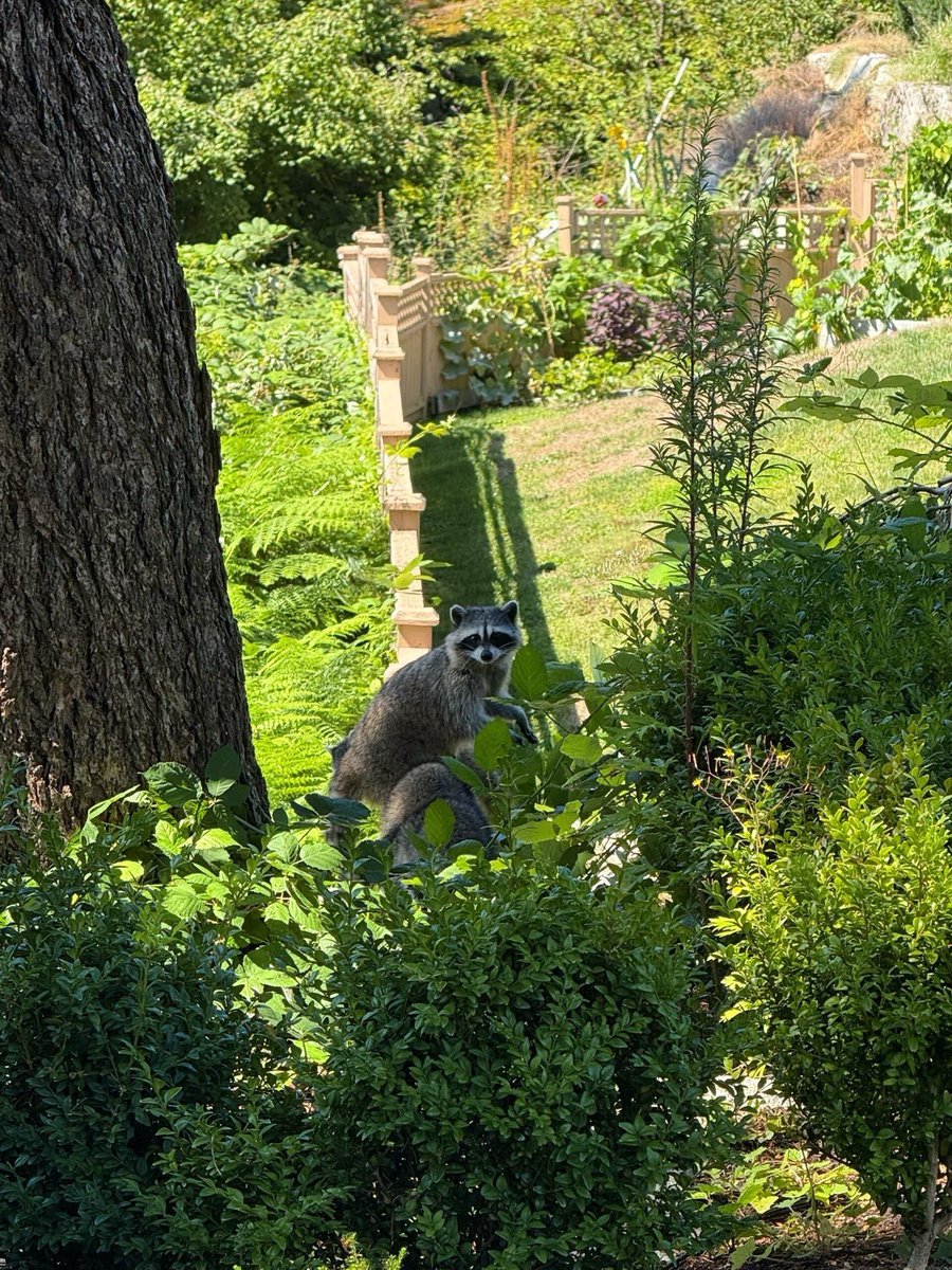 HubbellDevyn's tweet image. I found a little bear cub, lol.😆