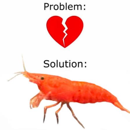 itsshrimplesol tweet picture