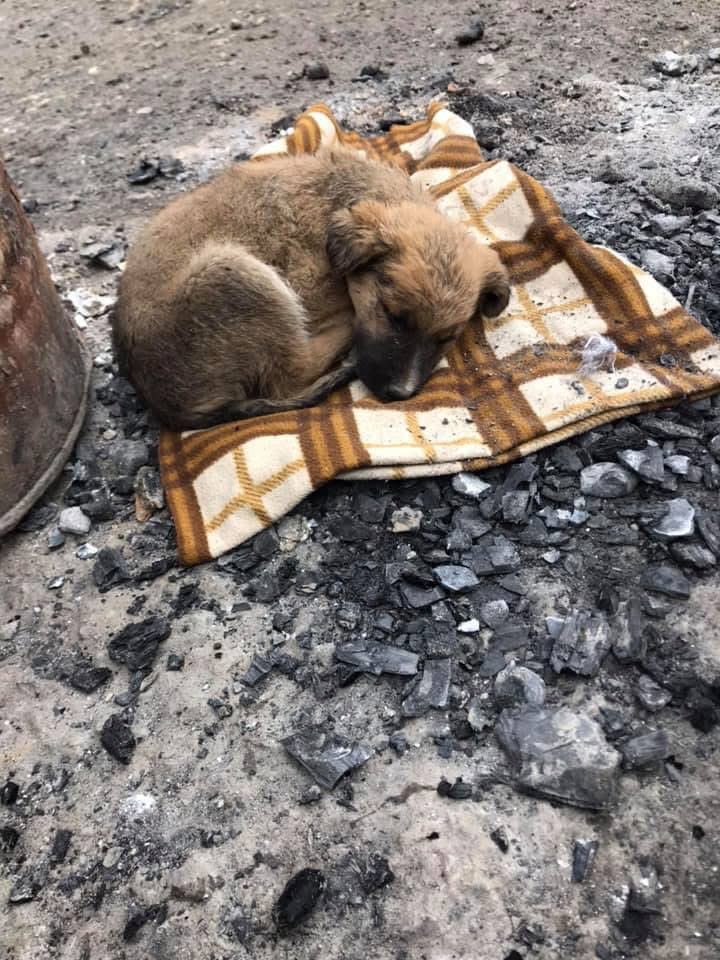 ankarapatiliky's tweet photo. Zor hayatların kurtuluş adresi Patiliköy. Binbir zorlukla her koşulda hiç yorulmadan mücadelenin adı Patiliköy..Durumumuz ortada kasamız bomboş. Koskoca barınak. Tedavi ,ilaç, temizlik, mama, elektrik , kulübe , ısınma.. Bir çok gideri var.Siz olsanız ne yaparsınız. Tek umudumuz sizlerden gelecek bağışlar ile ayakta kalmak. Aksi halde nasıl ilerler nasıl sürdürebiliriz cidden düşünmesi bile korkutucu.  Dostlarımız yeni yıl hediyeniz Patiliköy e bağış olsun. Koskoca barınağın kasası bomboş. Bir kaç ödeme yaptıktan sonra geldiğimiz durum bu. Bugün sizlerin bağışına ihtiyacımız var. Yaz kış demeden yorulmadan mücadele veriyoruz. Her anımıza şahit oluyorsunuz. Bizi yalnız bırakmayacağınıza inanıyoruz.Aşağıdaki linkten yasal hesaplarımıza bağış yapabilirsiniz. Dilerseniz kredi kartı ile bağış da mümkün. Umarım sesimizi duyup duyurmamıza yardımcı olursunuz 

https://t.co/5Lxmf8y9t7