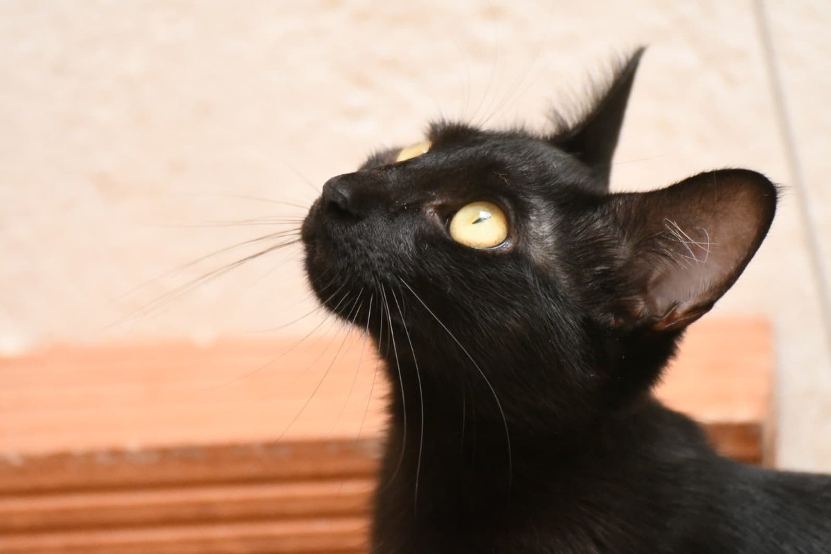😻 Zuriñe en adopción (Sueca, València)
Su nombre en euskera significa “blanca”, pero luce un precioso pelaje negro brillante. 🖤
Dulce, fuerte y lista para un hogar definitivo. 🏡✨

📲 621260314 (WhatsApp)
👉 Protocolo: bit.ly/ProtocoloAdopc…