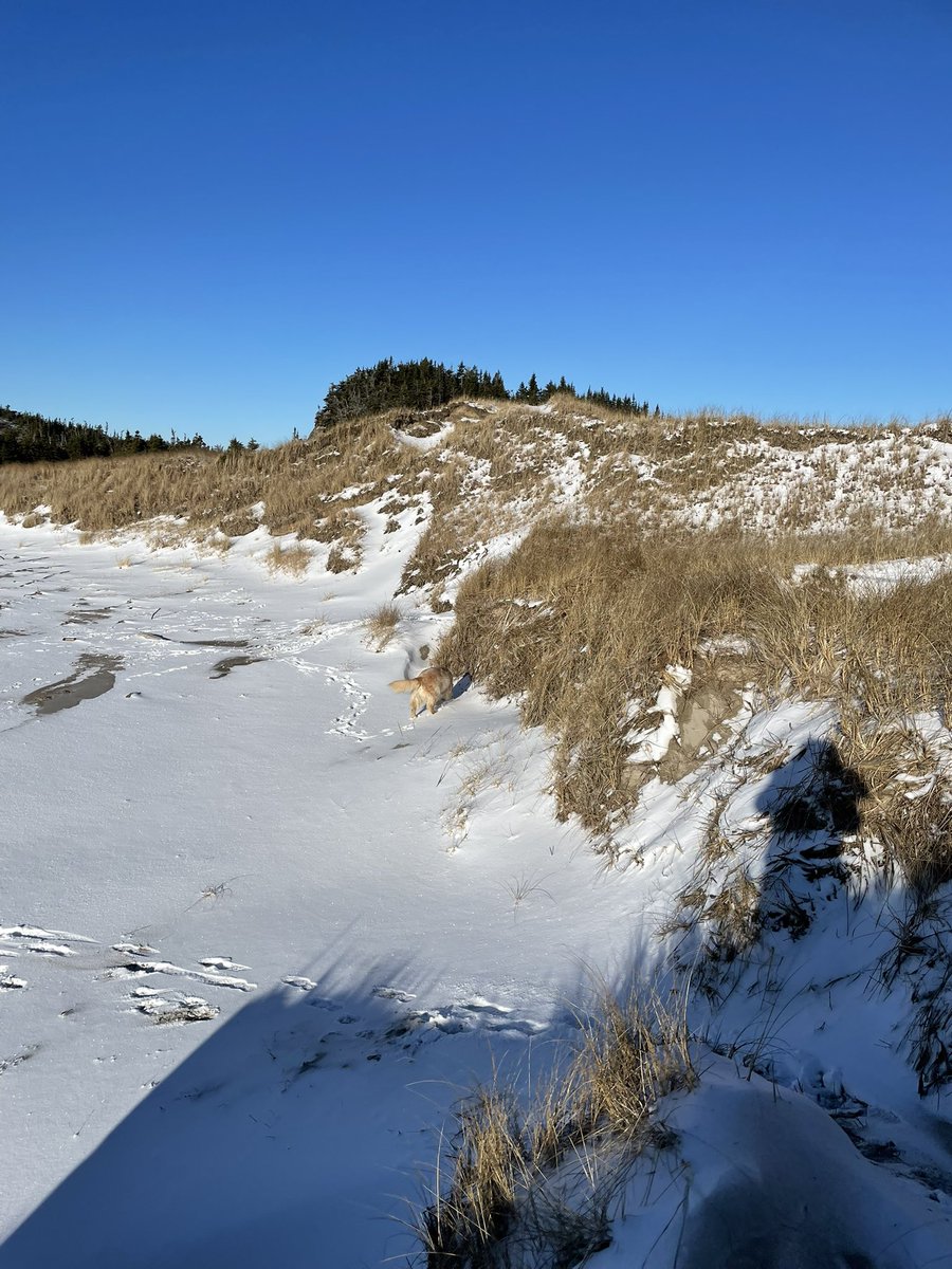 Karen Banfield Hare tweet media