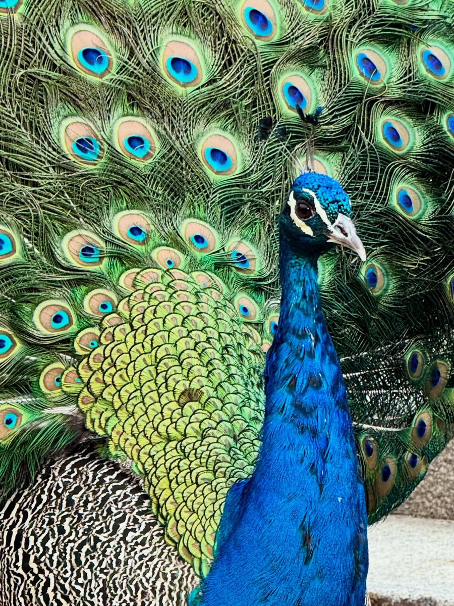 Otoño 
#otoño #navidad #madrid #pedrogea