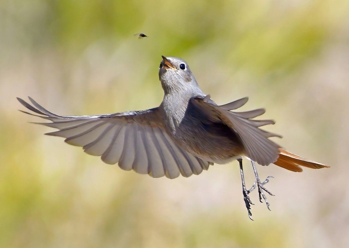 Carl Bovis tweet media