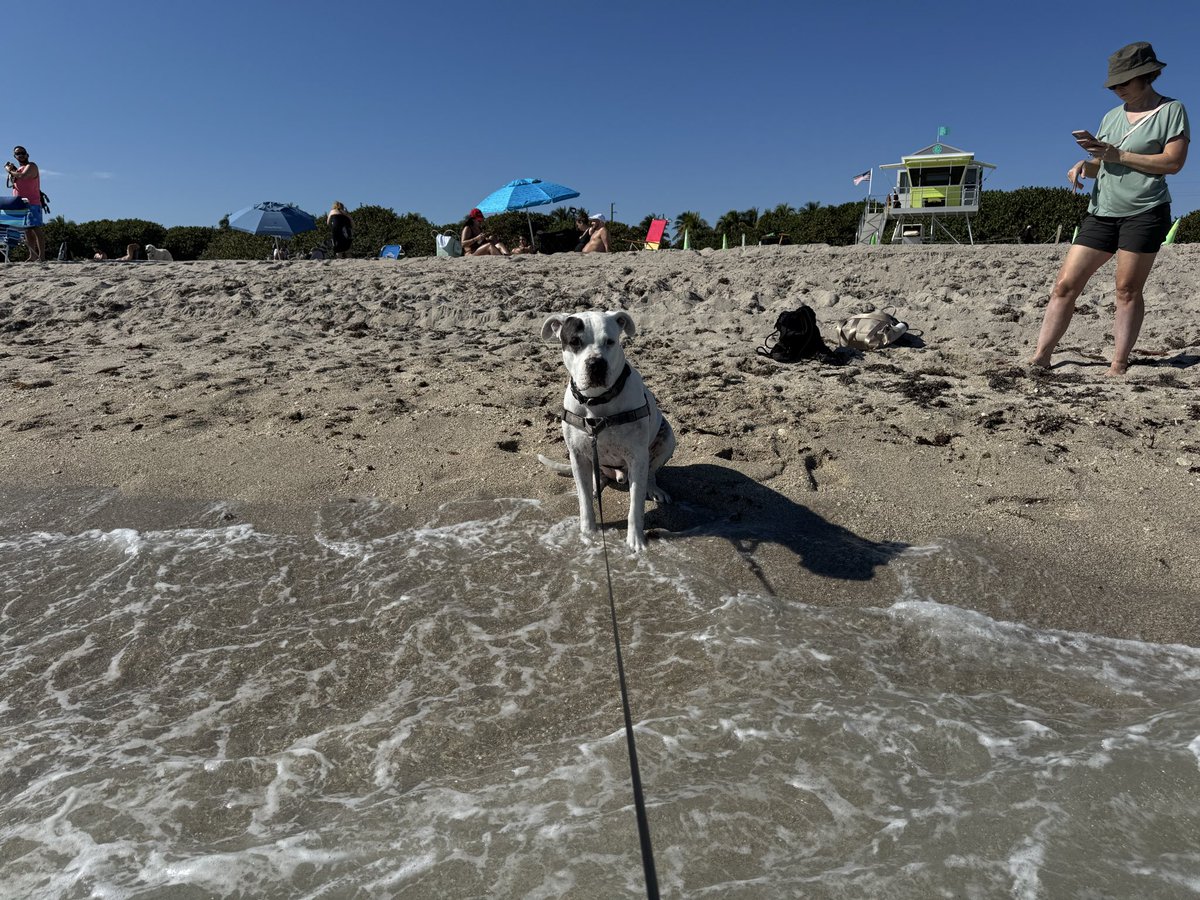 sweeteapetey's tweet image. Took Petey to his first nude doggie #HauloverBeach . Just like the first time he wasn’t a fan of the waves or water. He dipped his feet in and caught a few splashes but was done. Happy new years week y’all. #smallsteps #humanesociety #deafdogsrock