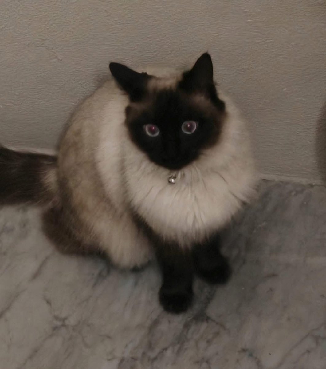 Pizzinina's tweet image. Questa meraviglia di un anno, dolce e affettuosa, cerca urgentemente casa. Si trova a Massarosa (Lucca) e ci è stata segnalata dalla nostra amica Francesca 327 5793986 che si è presa a cuore la sua situazione. Chi vuole accogliere questo splendore?♥️🙏😻
Per favore condividete 🙏