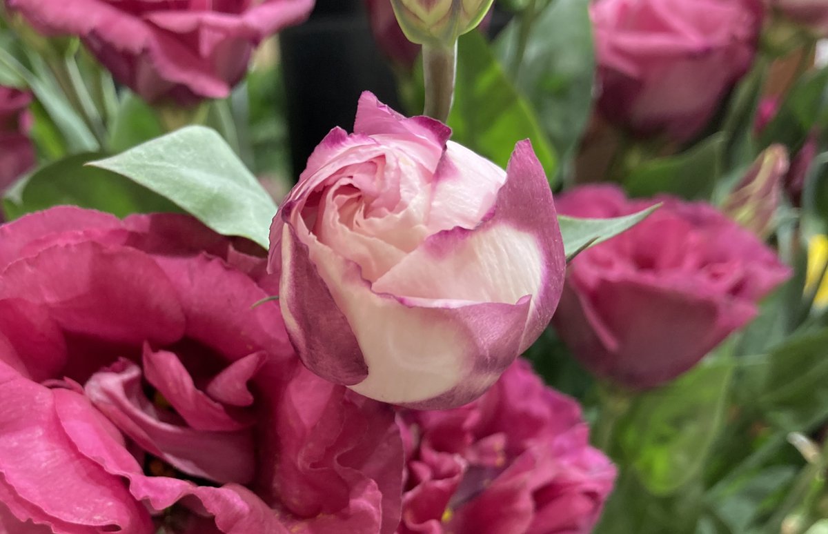 ryu ryu 🍥 ❌No DMs please🍥🐯🎹🎸 fx 🍚🌼🍺… (@ryuryu20981567