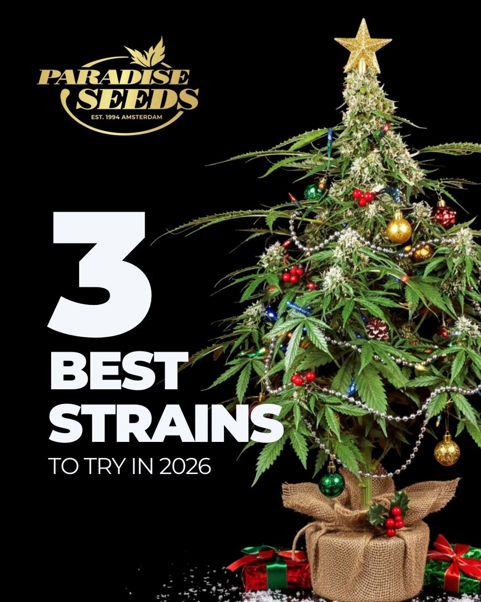 paradiseseeds's tweet photo. Already planning the new year? 😌🎆
Here are 3 strains we think deserve a spot in your 2026 garden 🌱
Which one would you grow first?
#paradiseseeds #paradiseseedscommunity #beststrains2026 #reddvelvetauto #sweetopia #durgamata https://t.co/JERECv7oxB