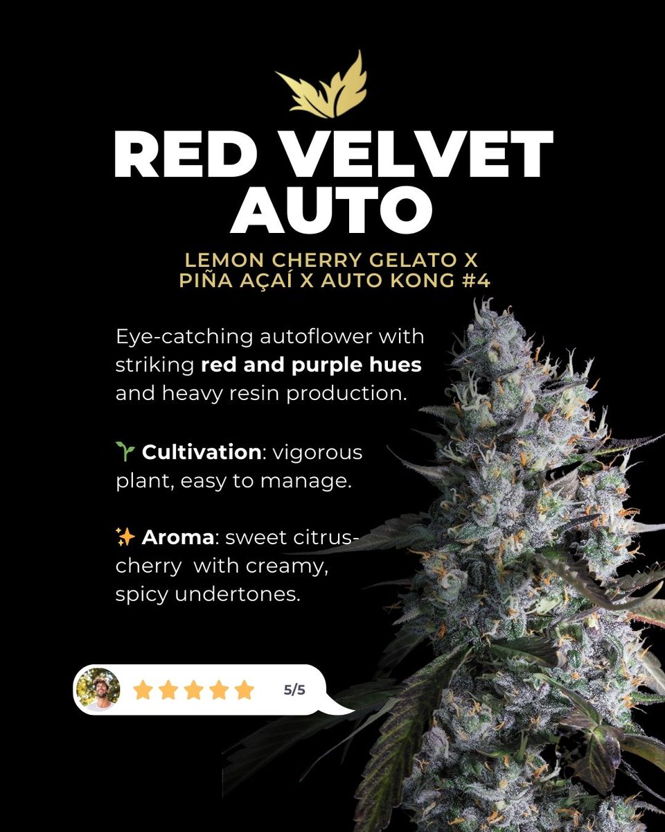 paradiseseeds's tweet photo. Already planning the new year? 😌🎆
Here are 3 strains we think deserve a spot in your 2026 garden 🌱
Which one would you grow first?
#paradiseseeds #paradiseseedscommunity #beststrains2026 #reddvelvetauto #sweetopia #durgamata https://t.co/JERECv7oxB