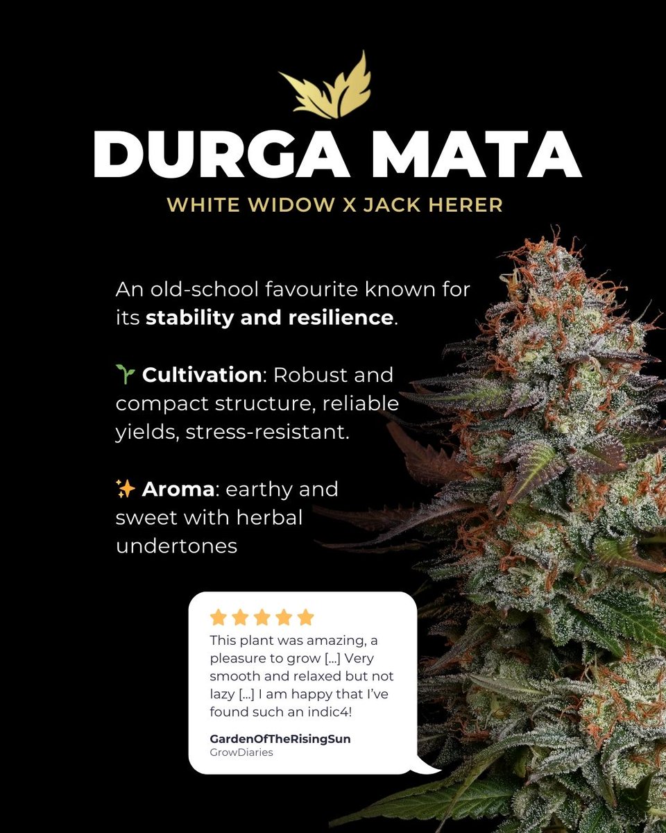paradiseseeds's tweet photo. Already planning the new year? 😌🎆
Here are 3 strains we think deserve a spot in your 2026 garden 🌱
Which one would you grow first?
#paradiseseeds #paradiseseedscommunity #beststrains2026 #reddvelvetauto #sweetopia #durgamata https://t.co/JERECv7oxB