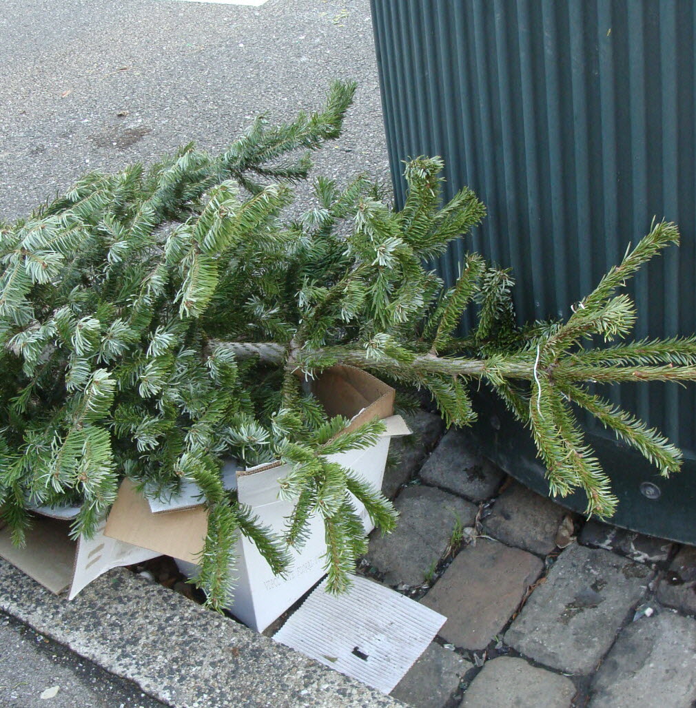 Gendarmerie_017's tweet photo. Décembre est terminé… le sapin aussi !

Alors, on en fait quoi maintenant ?🎄
Déchetterie ou point de collecte dédié : c’est la bonne solution✅
⚠️ : abandonner son sapin sur la voie publique, c’est 135 € d’amende...

Alors on fait le bon choix pour garder nos rues propres. https://t.co/jsDe4SGJeK