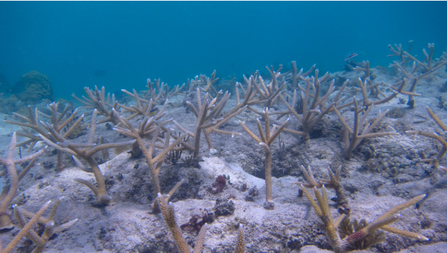 Coral conservation and restoration is the name of the game! Learn more about <a href="/NOAA/">NOAA</a>’s #CoralReef Conservation Program
coralreef.noaa.gov