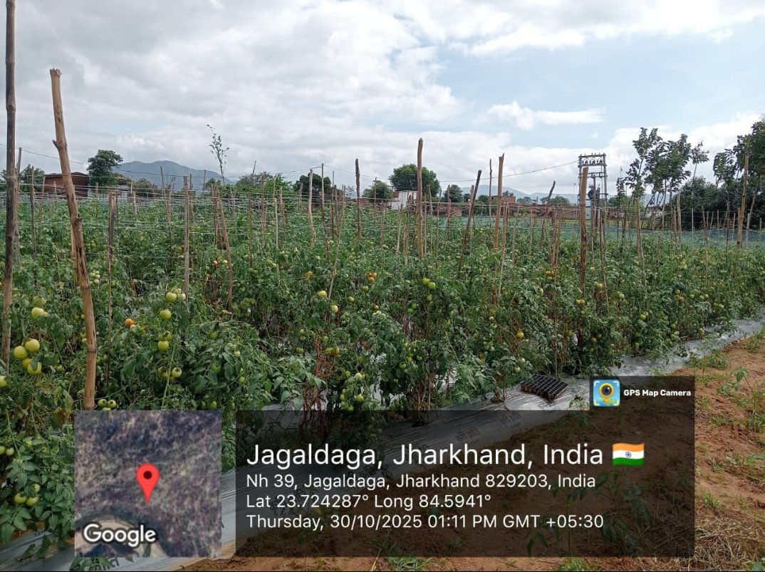 Vivek64440383's tweet photo. Tomatto cultivation in Latehar District of Jharkand @jswmrdd @DoLR_MoRD लातेहार जिले में खेती के आधुनिकीकरण और किसानों की आय बढ़ाने का वाटरशेड PMKSY -2 अन्तर्गत Latehar जिला में क्रियान्वित कार्य 
#watershedmahotsavindia
#jharkhandwatershed
#PMKSY2
#DoLR
#rddjharkhand https://t.co/bHlxU9uysU