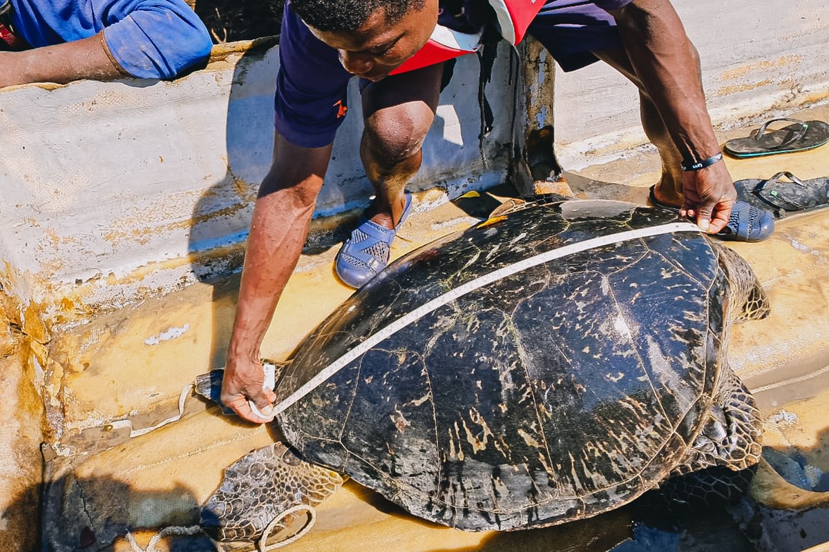 Akashinga tweet media