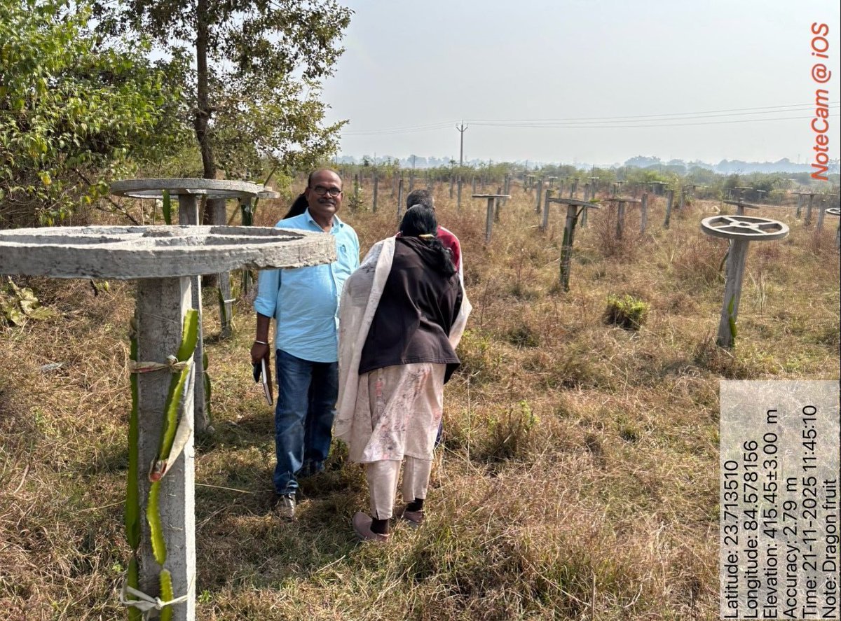 Vivek64440383's tweet photo. Dragon Fruit cultivation in Latehar Jharkhand @jswmrdd @DoLR_MoRD लातेहार जिले में खेती के आधुनिकीकरण और किसानों की आय बढ़ाने का वाटरशेड PMKSY -2 अन्तर्गत Latehar जिला में क्रियान्वित कार्य 
#watershedmahotsavindia
#jharkhandwatershed
#PMKSY2
#DoLR
#rddjharkhand https://t.co/GBLoDdT2Av