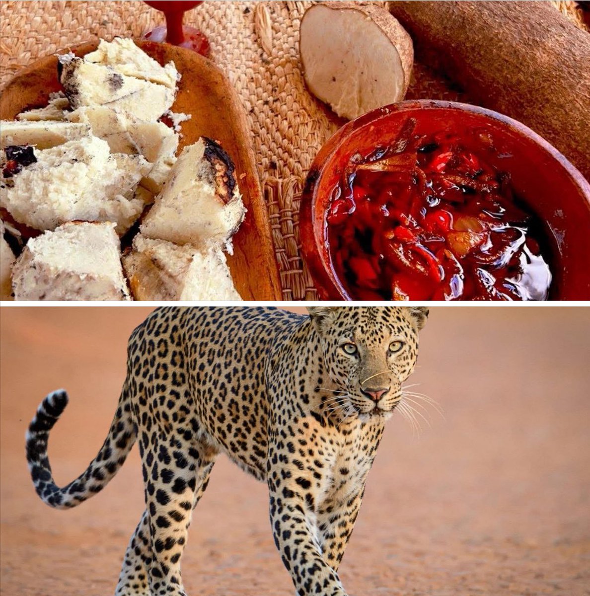 As the year ends, remember to relearn that:

📌
LION is ỌDỤM

LEAOPARD is AGỤ 

📌

It is ÌGBÒ  not IBO.  

The people - NDỊ IGBO 
Language - ÁSỤ̀SỤ́ ÌGBÒ 
Land - ALA ÌGBÒ 

It is Igbo in all context. 

📌

Igbo Language Alphabe (Mkpụrụ Edemede) has 36 letters, which