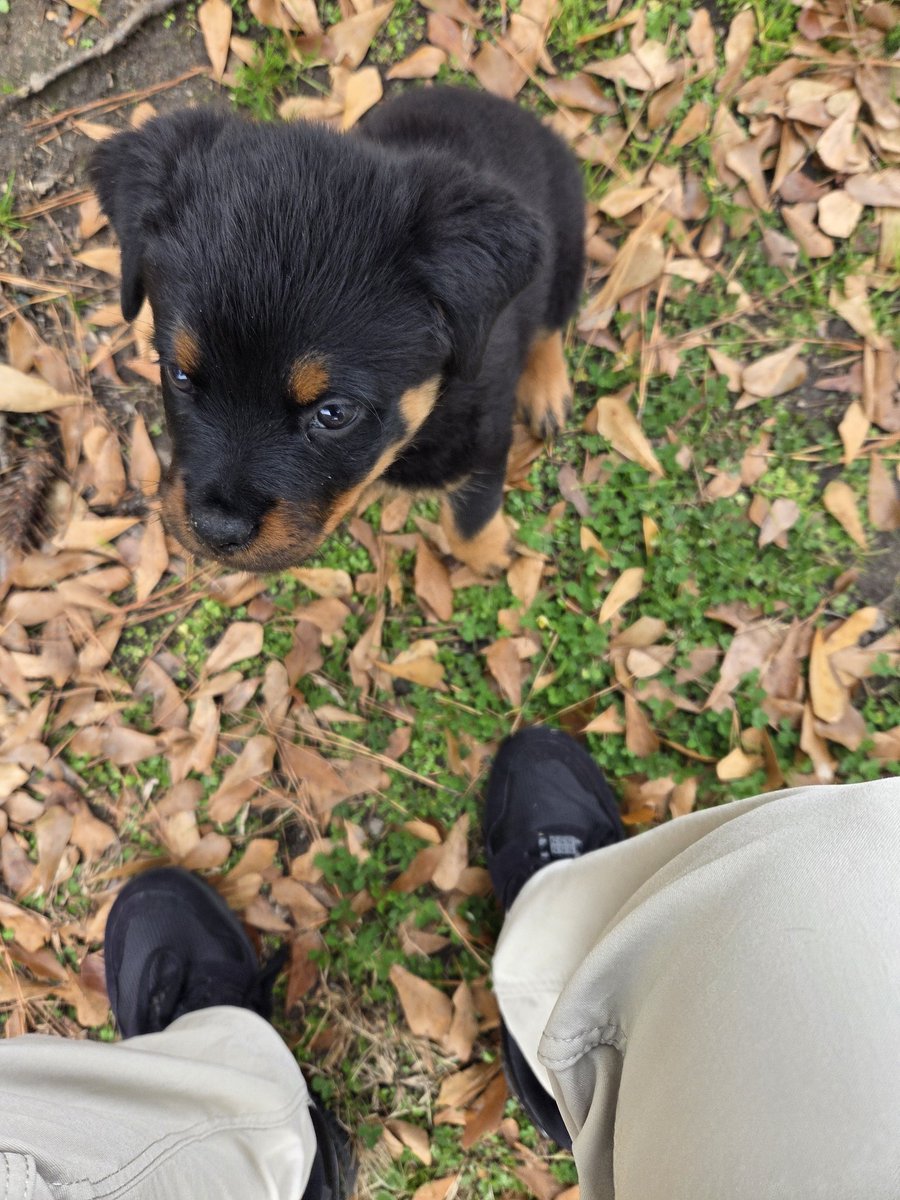 saveyour_'s tweet image. her name is Raven due to my mother's affinity for said organization who will be defeated in victory by thier rivals on the 4th of January .