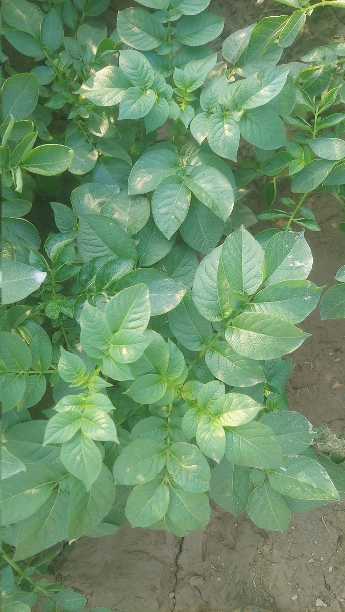 ambish24's tweet photo. Seed Potato Field inspection by Team Punjab State Seed Certification  Authority Ludhiana at Horticulture Development Centre, Punjab Department of Horticulture, @PunjabGovtIndia https://t.co/N6djlbOOD4