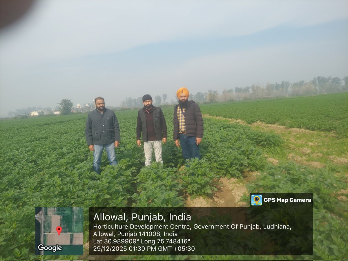 ambish24's tweet photo. Seed Potato Field inspection by Team Punjab State Seed Certification  Authority Ludhiana at Horticulture Development Centre, Punjab Department of Horticulture, @PunjabGovtIndia https://t.co/N6djlbOOD4