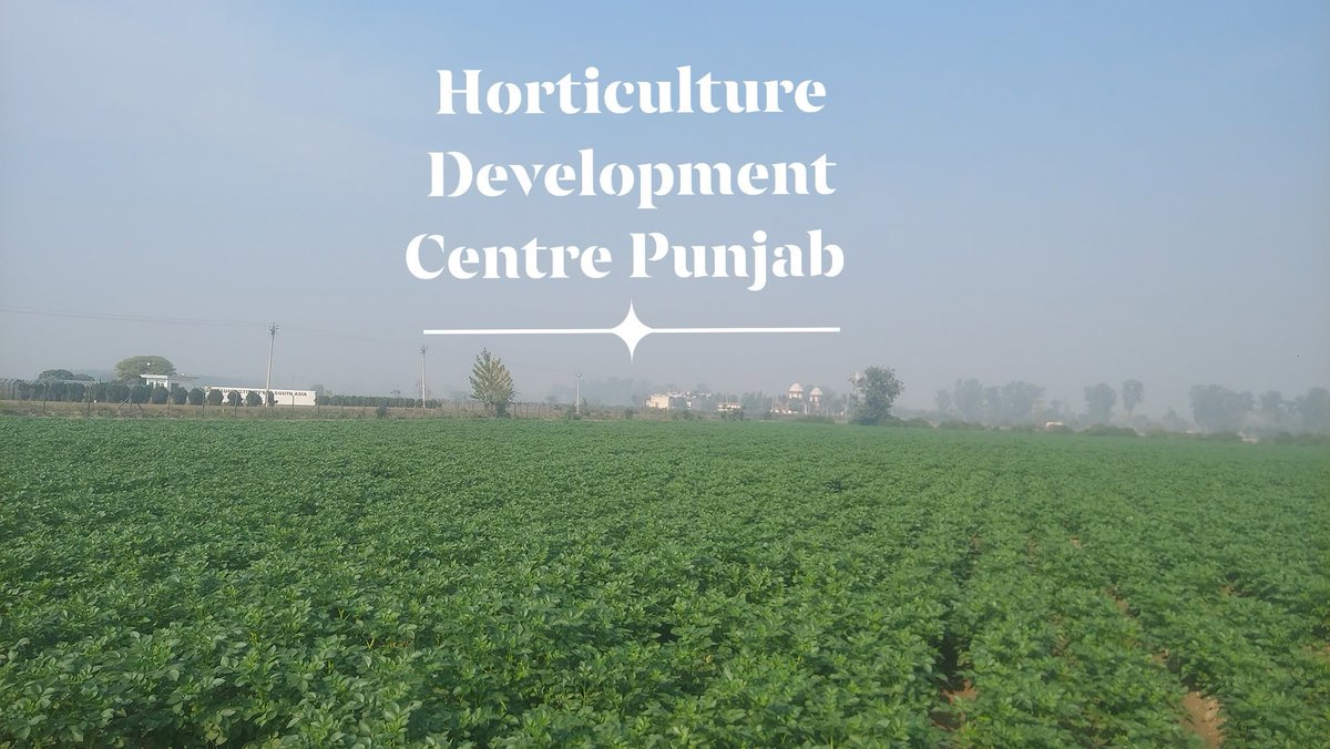 ambish24's tweet photo. Seed Potato Field inspection by Team Punjab State Seed Certification  Authority Ludhiana at Horticulture Development Centre, Punjab Department of Horticulture, @PunjabGovtIndia https://t.co/N6djlbOOD4