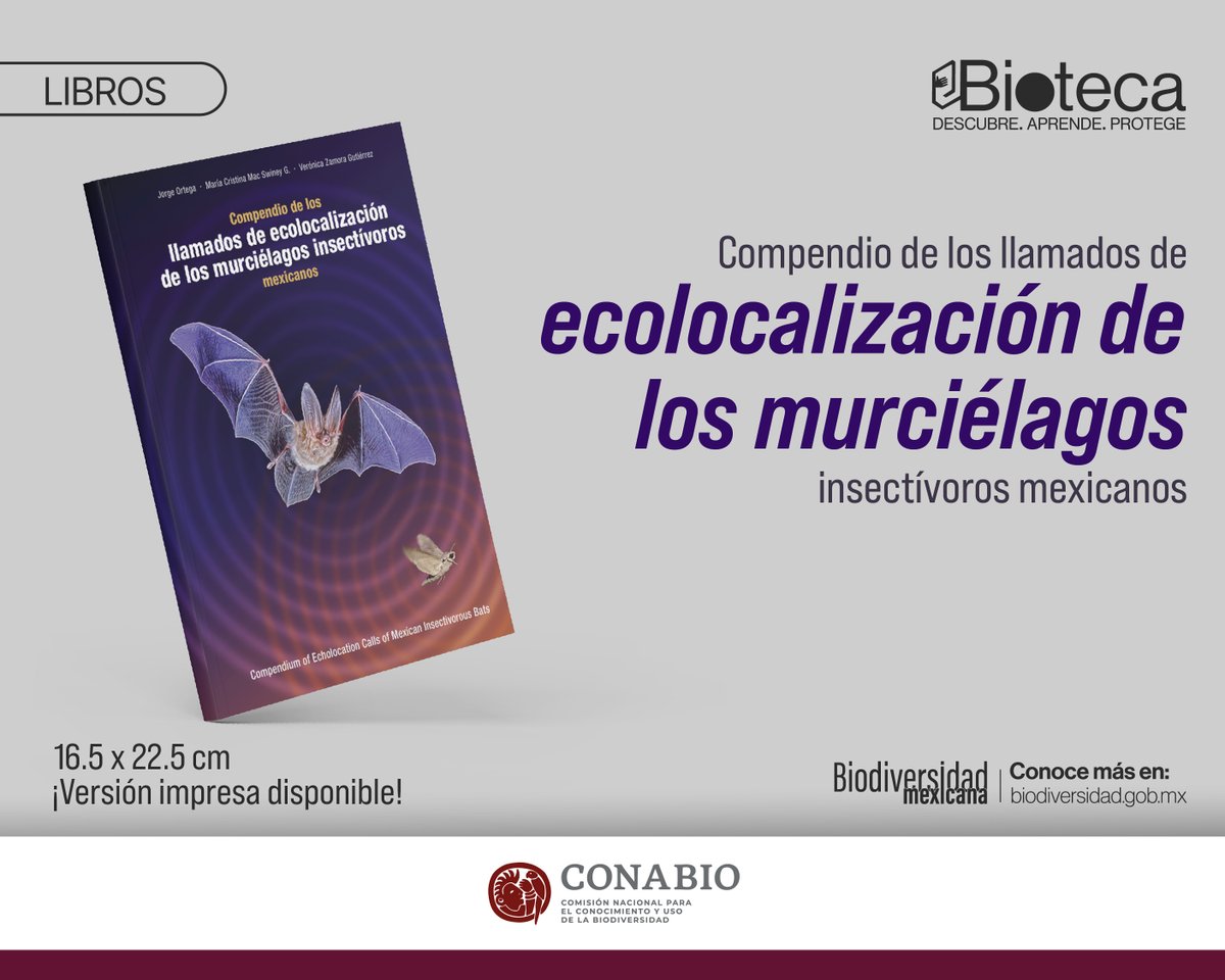 CONABIO's tweet image. ¿Te apasionan los murciélagos de México? 🦇

Descubre el "Compendio de los llamados de ecolocalización de los murciélagos insectívoros mexicanos", una herramienta indispensable para el estudio de estos fascinantes mamíferos.

¿Qué encontrarás en este compendio?
✅ Información