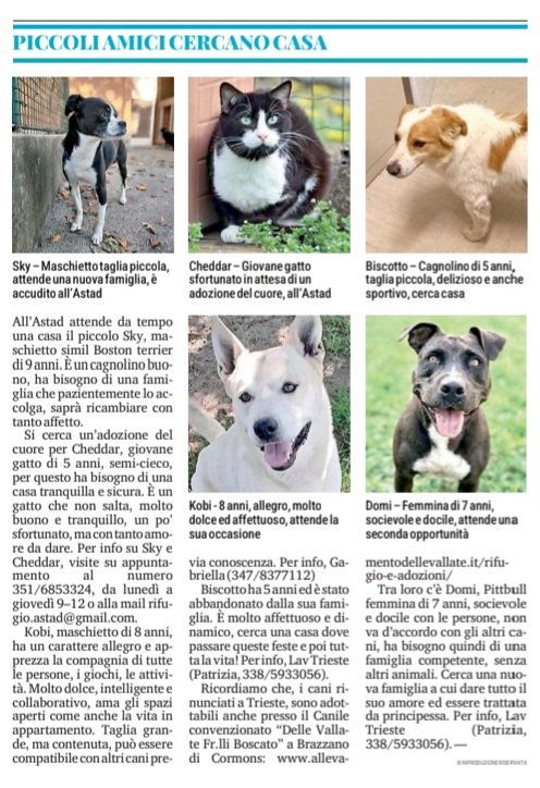 Dalla rubrica "Piccoli amici cercano casa" sul quotidiano Il Piccolo di lunedì 29 dicembre 2025.

Per saperne di più su Biscotto e Domi, contattate telefonicamente oppure con messaggio Whatsapp Patrizia al numero 3385933056.

#TRIESTE #cercacasa