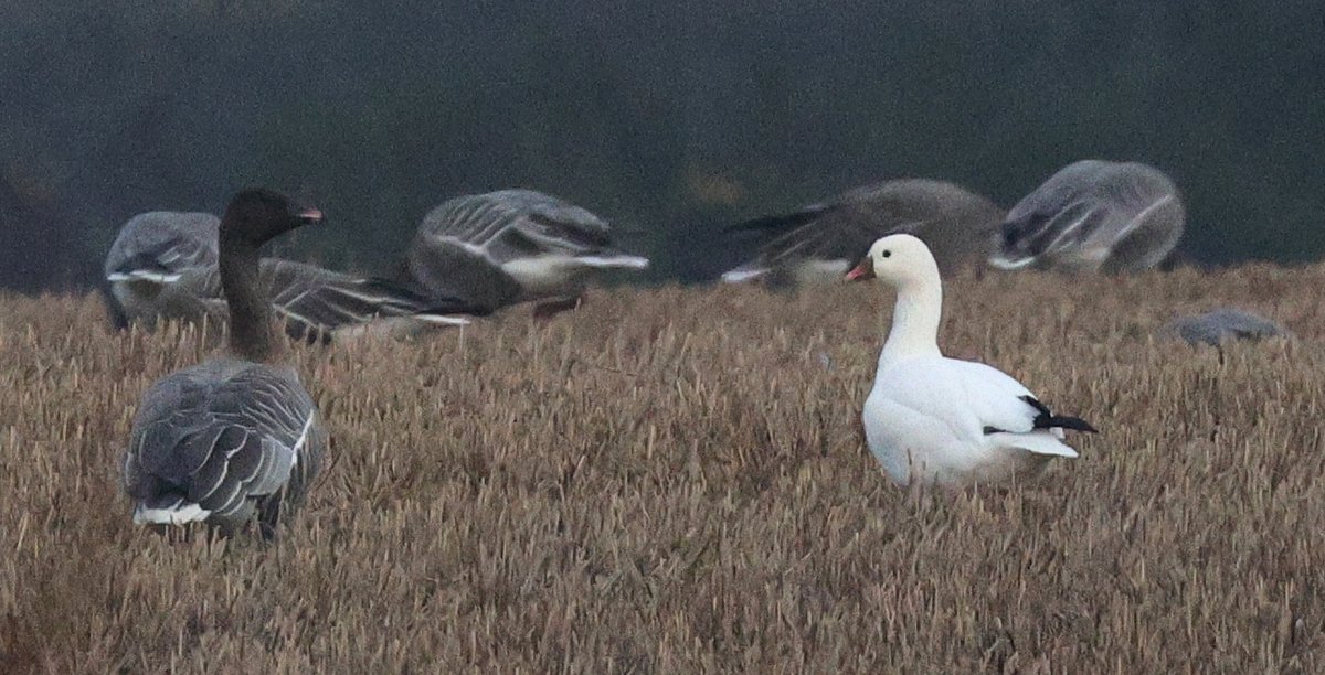 Dave Pullan ๐ด๓ ง๓ ข๓ ณ๓ ฃ๓ ด๓ ฟ tweet media