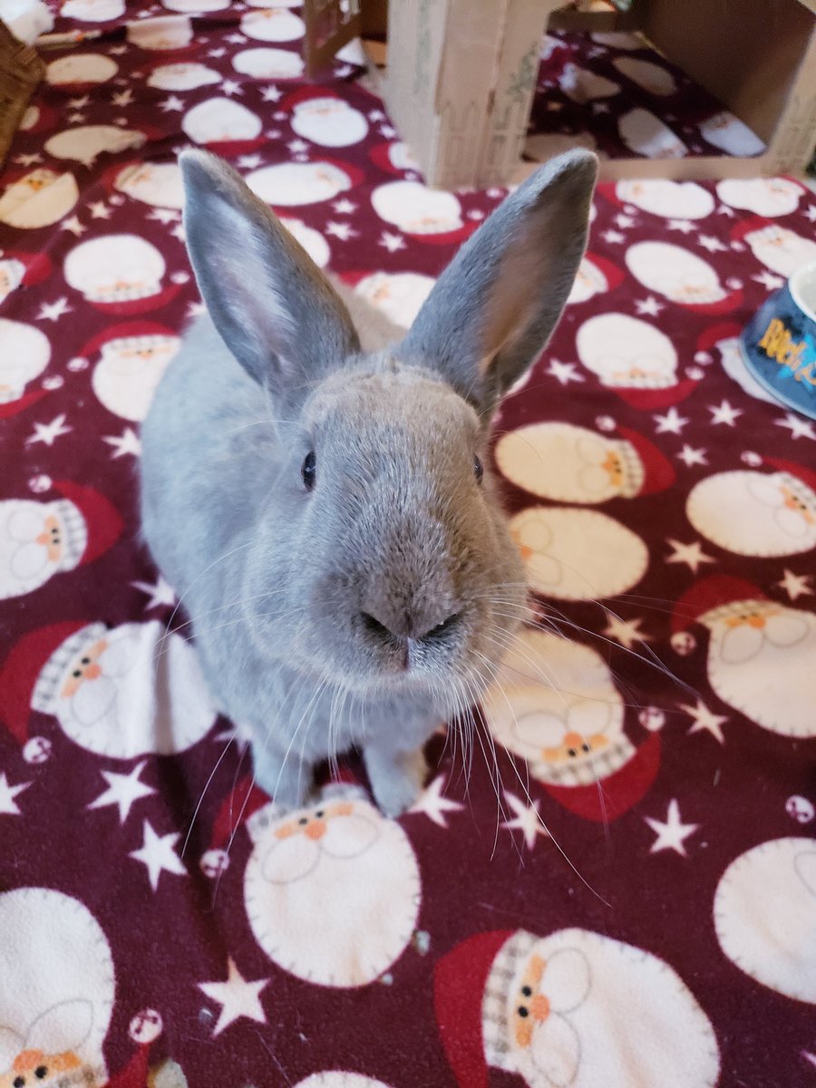 ttas's tweet image. Happy last week of 2025 from Kingston and all the bunnies! Wishing everyone a wonderful holiday week!