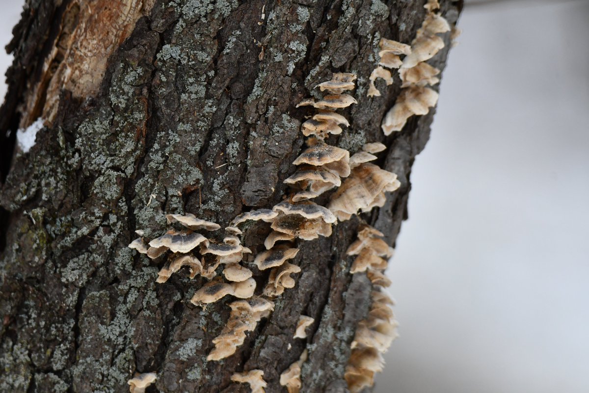 fungus