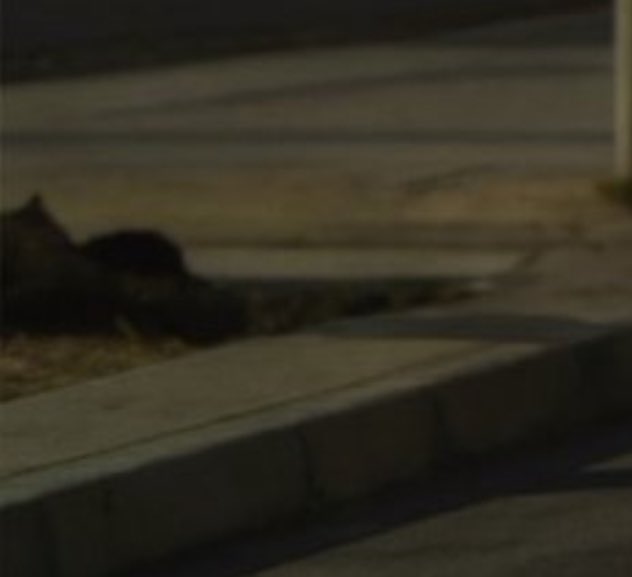 النخبوي محمد معا | بطل اسيا 🏆 tweet media