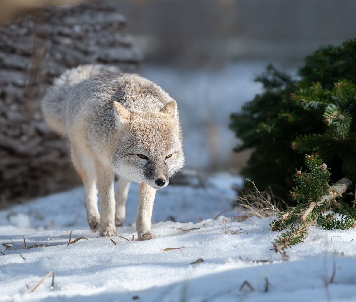 EndangeredWolfCenter tweet media