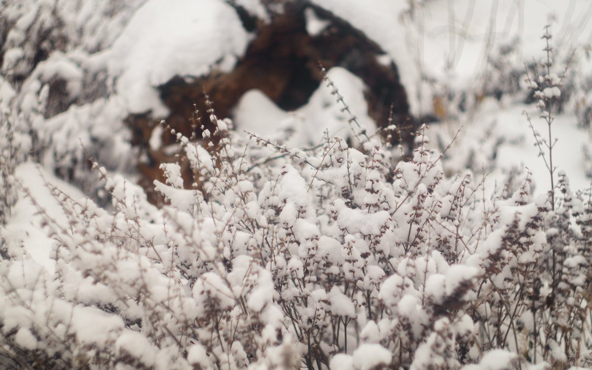 alex_fox29's tweet photo. One morning you look out the window and see the world under a white veil then you know winter is finally here
#photography #winter #snow https://t.co/bu93XXYVOt