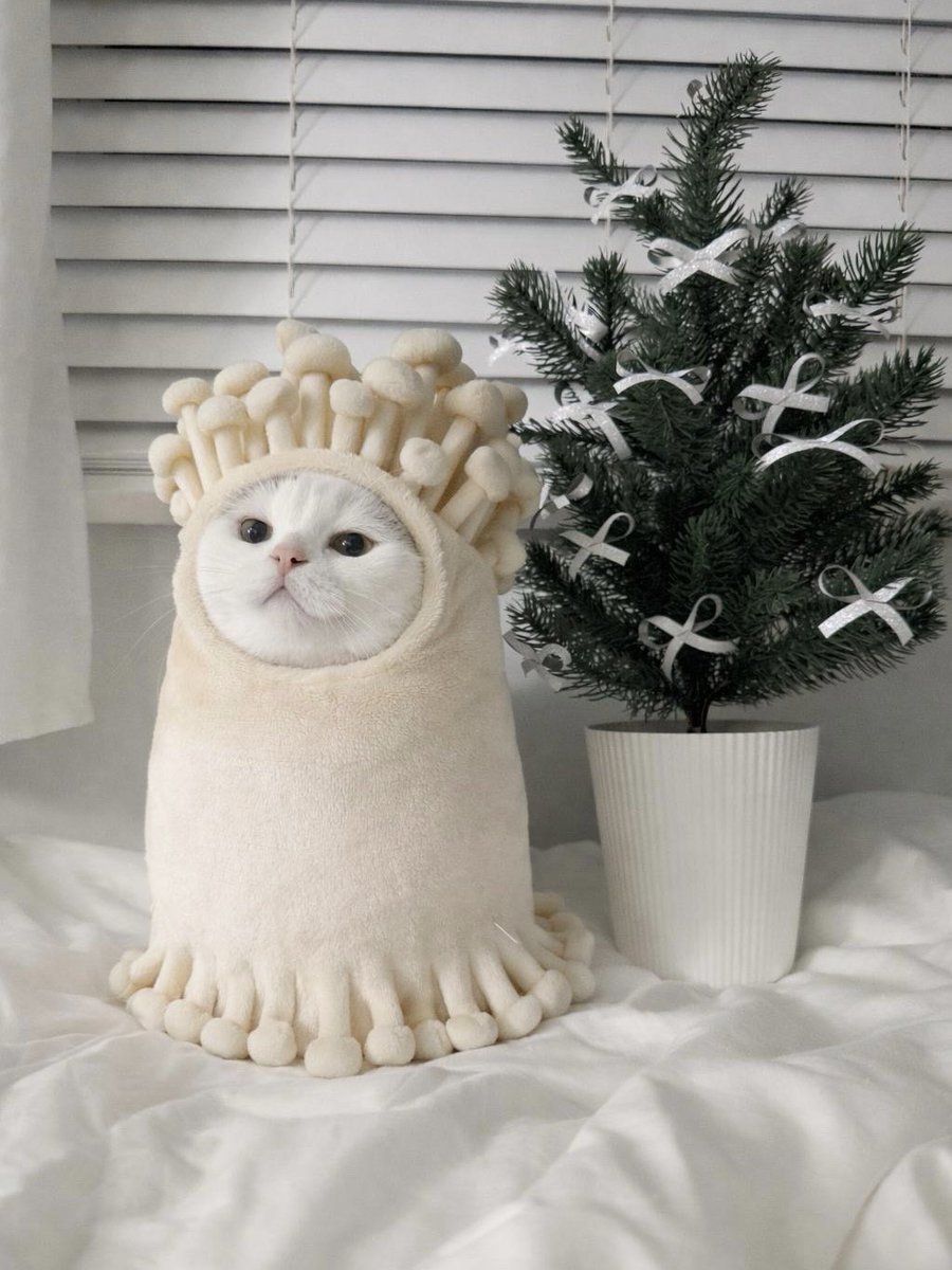 jiewliewnjiggo's tweet image. 🤲🏻 เธรดเห็ดรวมมิตร