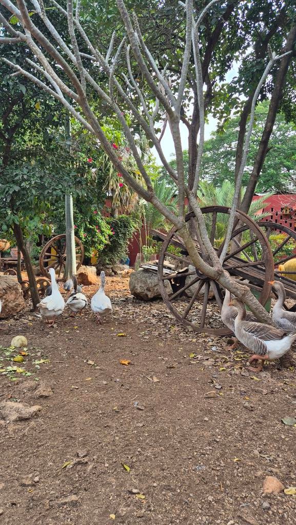 ✈️🇲🇽 Hoy nos desplazamos hasta Mérida, Yucatán (México) para ofrecer una 🗞️ rueda de prensa con medios taurinos, en la Hacienda Santa Rita, propiedad de D. Alejandro Cetina 🤝🐂.

Hablaremos de mis primeras impresiones de México ❤️ y de los próximos compromisos que vienen por