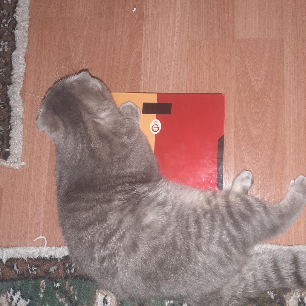 Götü sığmadı dananın 🤣🤣